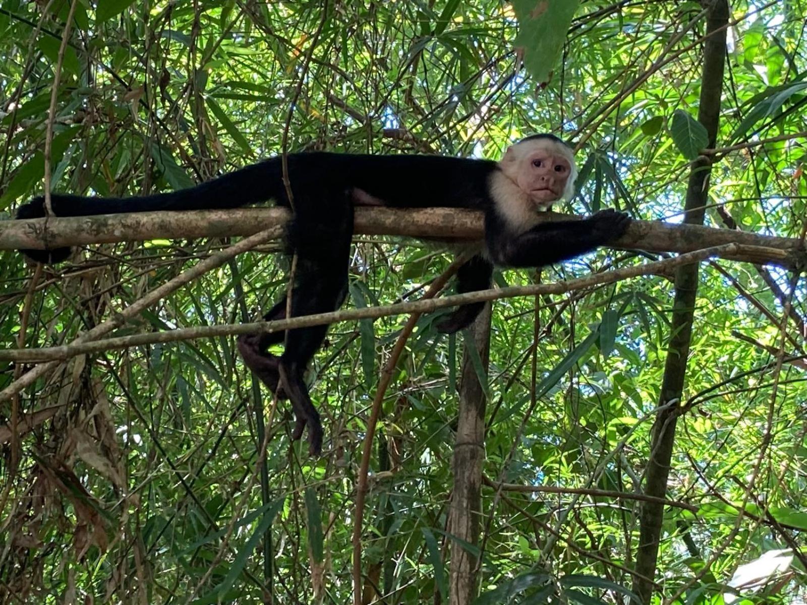 Corcovado & Drake Inn Drakes Bay エクステリア 写真