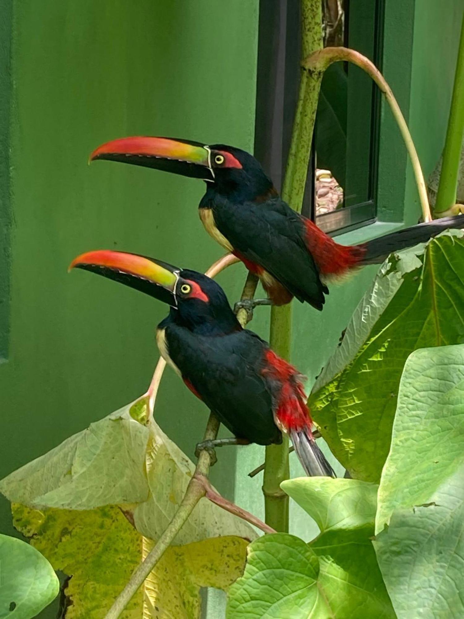 Corcovado & Drake Inn Drakes Bay エクステリア 写真